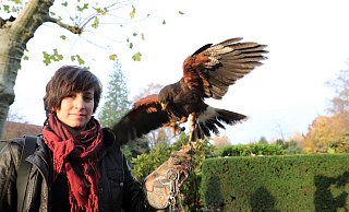 Mit ihrem Wüstenbussard Diaz macht Falknerin Sara Russo den Kaninchen auf dem Friedhof das Leben ungemütlich. - Frank-Michael Kiel-Steinkamp Mit ihrem Wüstenbussard Diaz macht Falknerin Sara Russo den Kaninchen auf dem Friedhof das Leben ungemütlich. - Frank-Michael Kiel-Steinkamp