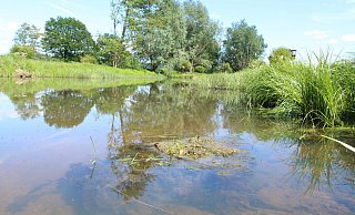 An den artgerecht gestalteten Gewässern kann die Population von Amphibien im Kreis Höxter wieder zunehmen. - Burkhard Battran An den artgerecht gestalteten Gewässern kann die Population von Amphibien im Kreis Höxter wieder zunehmen. - Burkhard Battran