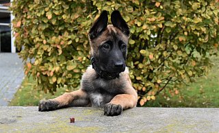 Noch ist Tequila die wahrscheinlich süßeste Polizistin der Stadt. Schon bald sollen das zumindest Kriminelle anders sehen. - Polizei Bielefeld Noch ist Tequila die wahrscheinlich süßeste Polizistin der Stadt. Schon bald sollen das zumindest Kriminelle anders sehen. - Polizei Bielefeld