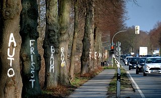 Im vergangenen Jahr hatten Umweltschützer die Bäume entlang der B61 mit weißer Farbe bemalt, um gegen den geplanten Ausbau der Bundesstraße zu protestieren. - Andreas Frücht Im vergangenen Jahr hatten Umweltschützer die Bäume entlang der B61 mit weißer Farbe bemalt, um gegen den geplanten Ausbau der Bundesstraße zu protestieren. - Andreas Frücht