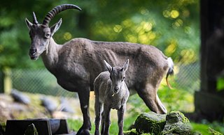 Die Zwei bekommen neue Nachbarn. Darunter Rheinische Kaltblutpferde, Schwarzbunte Rinder und Bielefelder Kennhühner. - Sarah Jonek Die Zwei bekommen neue Nachbarn. Darunter Rheinische Kaltblutpferde, Schwarzbunte Rinder und Bielefelder Kennhühner. - Sarah Jonek