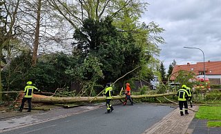 Der Biemser Weg wurde gesperrt, als die Feuerwehr dort einen Baum fällen musste. - Feuerwehr Herford Der Biemser Weg wurde gesperrt, als die Feuerwehr dort einen Baum fällen musste. - Feuerwehr Herford
