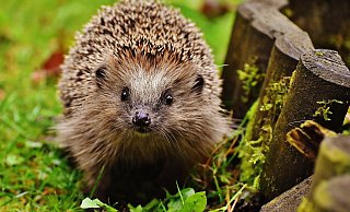 Igel sollen im Kreis Höxter besser geschützt werden – doch mit einem Nachtfahrverbot für Mähroboter tun sich die Städte schwer. Zunächst soll stattdessen eine kreisweite Öffentlichkeitskampagne gestartet werden. Tierschützern ist das zu wenig. - Alexas/Pixabay Igel sollen im Kreis Höxter besser geschützt werden – doch mit einem Nachtfahrverbot für Mähroboter tun sich die Städte schwer. Zunächst soll stattdessen eine kreisweite Öffentlichkeitskampagne gestartet werden. Tierschützern ist das zu wenig. - Alexas/Pixabay