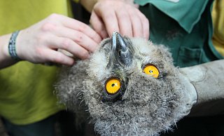 Große Augen: Das Uhu-Küken wird nicht gekrault. Ein Pfleger zupft sanft eine Feder aus dem Gefieder. Die Szene ist auf einem Video im Internet unter www.nw-news.de/herford zu sehen. Fotos: Kiel-Steinkamp - Frank-Michael Kiel-Steinkamp Große Augen: Das Uhu-Küken wird nicht gekrault. Ein Pfleger zupft sanft eine Feder aus dem Gefieder. Die Szene ist auf einem Video im Internet unter www.nw-news.de/herford zu sehen. Fotos: Kiel-Steinkamp - Frank-Michael Kiel-Steinkamp