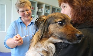 Hundehalter können ihre Tiere mit einer Impfung vor Staupe schützen. - Carmen Pförtner Hundehalter können ihre Tiere mit einer Impfung vor Staupe schützen. - Carmen Pförtner
