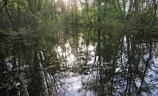 An der renaturierten Großen Aue in Rahden haben sich auch Auenwälder entwickelt. Das September-Blatt des Kalenders zeigt den Auenwald. - Winrich Dodenhöft An der renaturierten Großen Aue in Rahden haben sich auch Auenwälder entwickelt. Das September-Blatt des Kalenders zeigt den Auenwald. - Winrich Dodenhöft