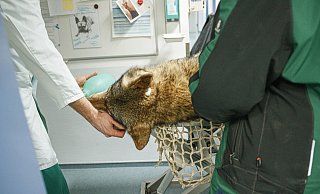 Seltener Patient in der Bielefelder Tierklinik. - Kati Hellweg Seltener Patient in der Bielefelder Tierklinik. - Kati Hellweg