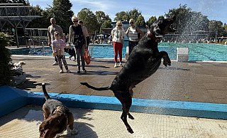 Dobermann Ayko konnte von der Regendusche beim Hundeschwimmen im Kreis Gütersloh nicht genug bekommen. - Gabriele Grund Dobermann Ayko konnte von der Regendusche beim Hundeschwimmen im Kreis Gütersloh nicht genug bekommen. - Gabriele Grund