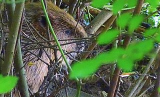 Im Unterholz im Hardehausener Forst wurde ein Biber entdeckt. Eventuell könnten sich die großen Nager auch in der Lippe bei Bad Lippspringe nach der Renaturierung ansiedeln. - Jan Preller Im Unterholz im Hardehausener Forst wurde ein Biber entdeckt. Eventuell könnten sich die großen Nager auch in der Lippe bei Bad Lippspringe nach der Renaturierung ansiedeln. - Jan Preller