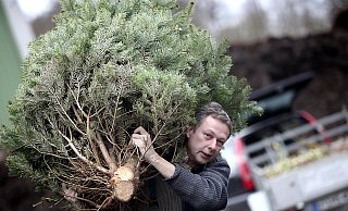 Keine Lust mehr auf die Weihnachtstanne? - Patrick Menzel Keine Lust mehr auf die Weihnachtstanne? - Patrick Menzel