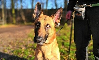 Malinois-Mix Prinz. - Tierheim Gütersloh Malinois-Mix Prinz. - Tierheim Gütersloh