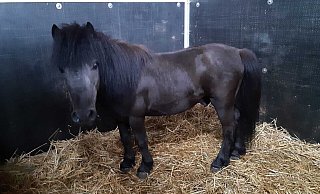 Der kleine Shetlandpony-Hengst. - Tierheim Bielefeld Der kleine Shetlandpony-Hengst. - Tierheim Bielefeld