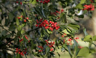 Farbenfroh im sonst eher kargen Winter: Die roten Beeren der Stechpalme - nicht zu verwechseln mit der Mahonie mit blauen Beeren - werden erst durch den Frost weich und taugen als Winterfutter für die Vögel. - Toman Farbenfroh im sonst eher kargen Winter: Die roten Beeren der Stechpalme - nicht zu verwechseln mit der Mahonie mit blauen Beeren - werden erst durch den Frost weich und taugen als Winterfutter für die Vögel. - Toman