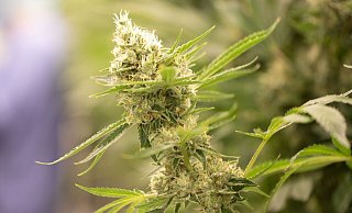 Cannabispflanzen könnten künftig nach vorgeschriebenen Standards angebaut werden. - Sebastian Kahnert/dpa-Zentralbild/dpa Cannabispflanzen könnten künftig nach vorgeschriebenen Standards angebaut werden. - Sebastian Kahnert/dpa-Zentralbild/dpa