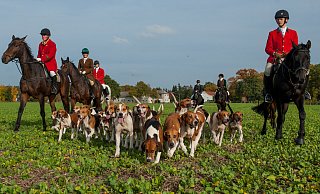 Schleppjagden wie diese im niedersächsischen Uelzen sind künftig in Bielefeld verboten. Die Hundemeute jagt dabei eine Geruchsspur, die Reitsportler folgen den English Foxhounds. - Symbolfoto: picture alliance / dpa Schleppjagden wie diese im niedersächsischen Uelzen sind künftig in Bielefeld verboten. Die Hundemeute jagt dabei eine Geruchsspur, die Reitsportler folgen den English Foxhounds. - Symbolfoto: picture alliance / dpa