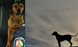Ende der langen Flucht. Der Hund sitzt im Streifenwagen - nicht mehr frei, aber satt. - Polizei Ende der langen Flucht. Der Hund sitzt im Streifenwagen - nicht mehr frei, aber satt. - Polizei