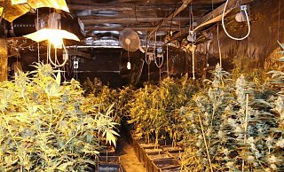 Bei der Razzia in Sommersell stießen die Beamten auf diese Drogenplantage. | - Polizei Höxter Bei der Razzia in Sommersell stießen die Beamten auf diese Drogenplantage. | - Polizei Höxter