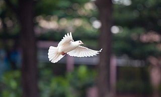 - Symbolfoto: Pixabay - Symbolfoto: Pixabay