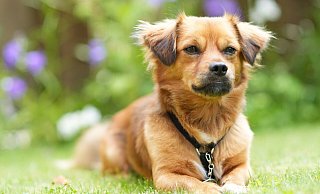 Klein, verschmust und selbstbewusst ist Charly. Und er hat ein kuschelig-weiches Fell. Chiwawa und Dackel könnten mit drin stecken, vermutet seine Besitzerin. - Peter Unger Klein, verschmust und selbstbewusst ist Charly. Und er hat ein kuschelig-weiches Fell. Chiwawa und Dackel könnten mit drin stecken, vermutet seine Besitzerin. - Peter Unger