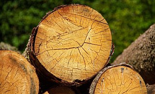 Das Fällen von Bäumen sorgt in Gütersloh immer wieder für Kritik. - Symbolfoto/Pixabay Das Fällen von Bäumen sorgt in Gütersloh immer wieder für Kritik. - Symbolfoto/Pixabay