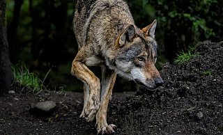 Rund um Steinhagen ist am Wochenende von mehreren Zeugen ein Wolf beobachtet worden. Hier ein Symbolbild. - Symbolbild/Pixabay Rund um Steinhagen ist am Wochenende von mehreren Zeugen ein Wolf beobachtet worden. Hier ein Symbolbild. - Symbolbild/Pixabay