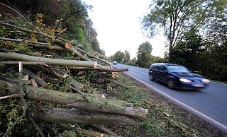Vertrocknet: An der Bundesstraße 64 zwischen Höxter und Godelheim werden derzeit zahlreiche Buchen gefällt. Sie sind vertrocknet. - David Schellenberg Vertrocknet: An der Bundesstraße 64 zwischen Höxter und Godelheim werden derzeit zahlreiche Buchen gefällt. Sie sind vertrocknet. - David Schellenberg