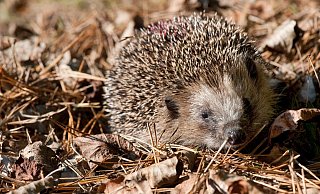 Vermehrt unterwegs: Im Herbst sind Igel häufiger zu sehen. Sie versuchen sich einen dicken Winterspeck anzufressen. - dpa Vermehrt unterwegs: Im Herbst sind Igel häufiger zu sehen. Sie versuchen sich einen dicken Winterspeck anzufressen. - dpa