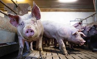 Schweine-Mastbetrieb in Niedersachsen. - Sina Schuldt/dpa Schweine-Mastbetrieb in Niedersachsen. - Sina Schuldt/dpa