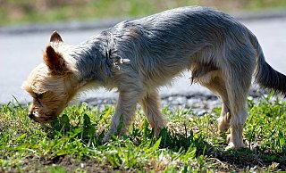 Tierhalter in Büren sind nach Funden von möglichen Giftködern zur Vorsicht aufgerufen. - (Symbolbild) Pixabay Tierhalter in Büren sind nach Funden von möglichen Giftködern zur Vorsicht aufgerufen. - (Symbolbild) Pixabay