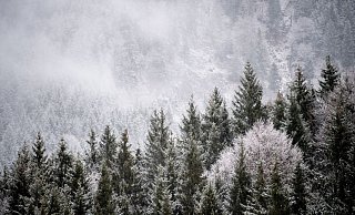 Viele Menschen wollen einen Weihnachtsbaum im Wald selbst schlagen. (Illustration) - Matthias Balk/dpa Viele Menschen wollen einen Weihnachtsbaum im Wald selbst schlagen. (Illustration) - Matthias Balk/dpa
