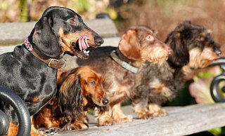 In Paderborn könnten Hundehalter bald einen QR-Code statt einer Hundemarke bekommen. - Roland Weihrauch/dpa In Paderborn könnten Hundehalter bald einen QR-Code statt einer Hundemarke bekommen. - Roland Weihrauch/dpa