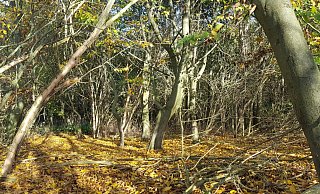 Der November ist bisher alles andere als nass und grau. - David Schellenberg Der November ist bisher alles andere als nass und grau. - David Schellenberg