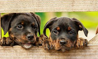 Die geretteten Tiere wurden bei einer Tierschützerin untergebracht. - Pixabay (Themenbild) Die geretteten Tiere wurden bei einer Tierschützerin untergebracht. - Pixabay (Themenbild)