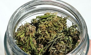 Im Eigenanbau soll die erlaubte Menge von 25 auf 50 Gramm getrocknetes Cannabis verdoppelt werden. - Jens Kalaene/dpa Im Eigenanbau soll die erlaubte Menge von 25 auf 50 Gramm getrocknetes Cannabis verdoppelt werden. - Jens Kalaene/dpa