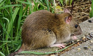 Manch einer findet sie possierlich. Ratten aber sind gefährliche Krankheitsüberträger. Sie tauchen gern immer wieder da auf, wo sie Nahrungsreste finden. - Pixabay Manch einer findet sie possierlich. Ratten aber sind gefährliche Krankheitsüberträger. Sie tauchen gern immer wieder da auf, wo sie Nahrungsreste finden. - Pixabay
