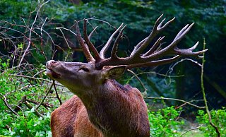 Rothirsch Hansi flämt und röhrt im Tierpark Olderdissen - sein stattliches Geweih ist jetzt zu haben. - Kurt Ehmke Rothirsch Hansi flämt und röhrt im Tierpark Olderdissen - sein stattliches Geweih ist jetzt zu haben. - Kurt Ehmke
