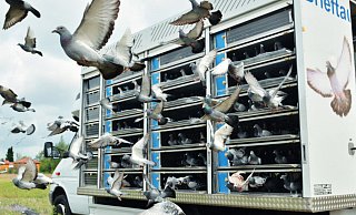 In einem speziellen Transporter werden die Brieftauben zu den Wettkämpfen gefahren. - Verband Deutscher Brieftauben In einem speziellen Transporter werden die Brieftauben zu den Wettkämpfen gefahren. - Verband Deutscher Brieftauben