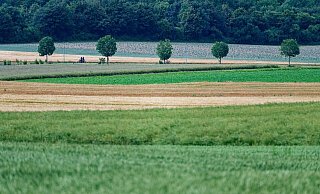 In der EU sollen mehr Bäume gepflanzt sowie Moore und Flüsse in ihren natürlichen Zustand zurückversetzt werden. - Henning Kaiser/dpa In der EU sollen mehr Bäume gepflanzt sowie Moore und Flüsse in ihren natürlichen Zustand zurückversetzt werden. - Henning Kaiser/dpa