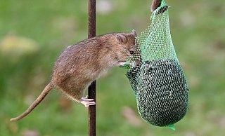 Danke: Ratten lieben Vogelfutter. Hier eine Wanderratte - auch sie gilt als Schädling und Krankheitsüberträger. - NW Danke: Ratten lieben Vogelfutter. Hier eine Wanderratte - auch sie gilt als Schädling und Krankheitsüberträger. - NW