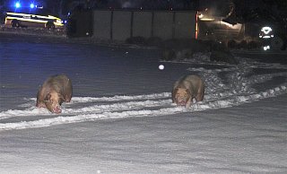 15 Schweine kamen bei dem Unfall ums Leben. Viele weitere liefen unkontrolliert im Schnee herum. - Polizei 15 Schweine kamen bei dem Unfall ums Leben. Viele weitere liefen unkontrolliert im Schnee herum. - Polizei