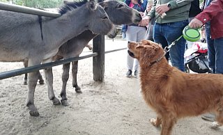 Im Tierpark Ströhen treffen sich Zwei- und Vierbeiner. An Pfingsten beschnupperten sich dabei auch Esel und Hunde - und blieben ganz entspannt. - Joern Spreen-Ledebur Im Tierpark Ströhen treffen sich Zwei- und Vierbeiner. An Pfingsten beschnupperten sich dabei auch Esel und Hunde - und blieben ganz entspannt. - Joern Spreen-Ledebur