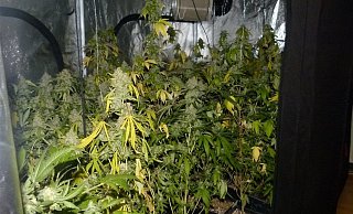 In der Wohnung wurde eine Aufzuchtanlage für Drogen entdeckt.. - Polizei Minden-Lübbecke In der Wohnung wurde eine Aufzuchtanlage für Drogen entdeckt.. - Polizei Minden-Lübbecke