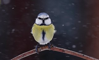 Die Blaumeise landete auf Platz drei der großen Wintervogelzählung - Schäfferling Die Blaumeise landete auf Platz drei der großen Wintervogelzählung - Schäfferling