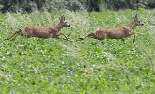 Symbolfoto: Ein Reh viel den Tätern bereits zum Opfer. - Picture Alliance Symbolfoto: Ein Reh viel den Tätern bereits zum Opfer. - Picture Alliance