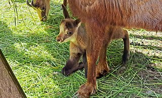 Nachwuchs im Tierpark Olderdissen: das erste Jungtier bei den Alpengämsen (Rupicapra rupicapra) kam Ende Mai auf die Welt. - Umweltbetrieb Nachwuchs im Tierpark Olderdissen: das erste Jungtier bei den Alpengämsen (Rupicapra rupicapra) kam Ende Mai auf die Welt. - Umweltbetrieb