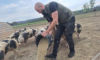Zweimal am Tag werden die Schweine von Alexander Wellmann (37) gefüttert. - Peter Heidbrink Zweimal am Tag werden die Schweine von Alexander Wellmann (37) gefüttert. - Peter Heidbrink