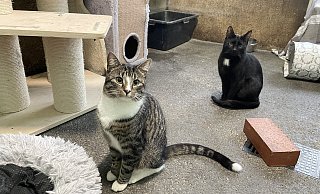 Im Tierheim Bünde landen immer mehr Jungkatzen, die nicht gewollt waren. - Natalie Gottwald Im Tierheim Bünde landen immer mehr Jungkatzen, die nicht gewollt waren. - Natalie Gottwald