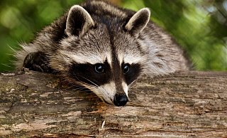 Putzig sehen sie aus, die Waschbären. Doch die aus Nordamerika stammede Art hat sich in Deutschland massiv ausgebreitet und bedroht den Bestand heimischer Tierarten - so wie im Naturschutzgebiet Fuchsloch in Bad Oeynhausen. - Pixabay Putzig sehen sie aus, die Waschbären. Doch die aus Nordamerika stammede Art hat sich in Deutschland massiv ausgebreitet und bedroht den Bestand heimischer Tierarten - so wie im Naturschutzgebiet Fuchsloch in Bad Oeynhausen. - Pixabay