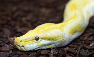 Die Tigerpython ist nicht giftig, kann aber einen Menschen erwürgen. - Frank-Michael Kiel-Steinkamp Die Tigerpython ist nicht giftig, kann aber einen Menschen erwürgen. - Frank-Michael Kiel-Steinkamp
