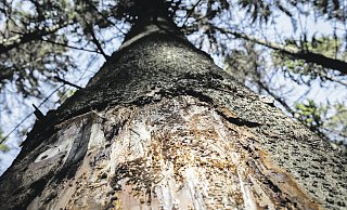 Borkenkäfer und die trockenen Sommer der letzten Jahre haben den Wald in Ostwestfalen-Lippe geschwächt. Waldbrände können sich so schnell ausbreiten. - Torben Gocke Borkenkäfer und die trockenen Sommer der letzten Jahre haben den Wald in Ostwestfalen-Lippe geschwächt. Waldbrände können sich so schnell ausbreiten. - Torben Gocke